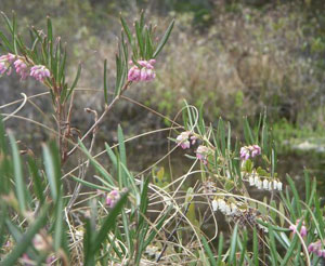 Bog Rosemary