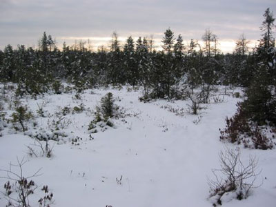 Bog in Winter