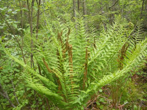 Cinnamon Fern