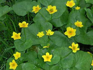 Marsh Marigold