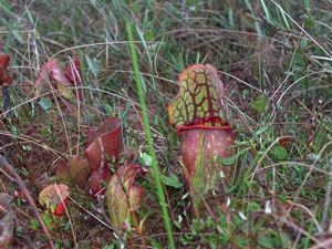 Pitcher Plant