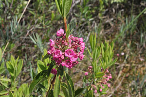 Sheep Laurel