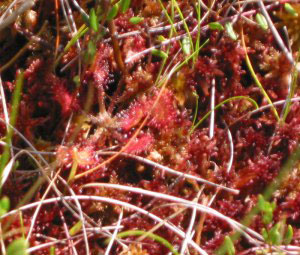 Sundew