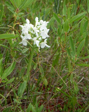 White Fringed Orchid