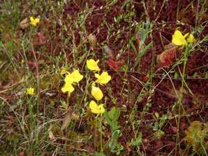 Yellow Bladderwort