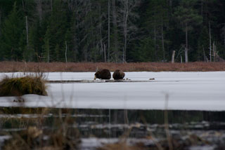 Low Plain Beavers